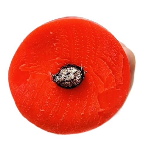 K8������(�й�)����Ӯ�ҡ�һ������